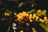 Poços de Caldas - Brazil - Decaffeinated