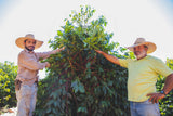 Poços de Caldas - Brazil - Decaffeinated