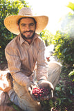 Poços de Caldas - Brazil - Decaffeinated