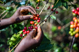 Rwenzori Bugoye - Uganda
