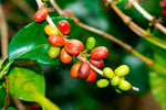 Nkara - Rwanda - Decaffeinated