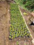 La Esperanza - Nicaragua