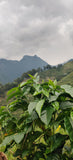 Las Mercedes - Colombia - Decaffeinated