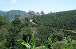 Edulis - Colombia